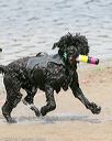 20140816-awd-0491