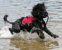 20140816-awd-0585