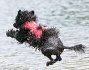 20140816-awd-0592