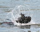 20140816-awd-0637
