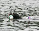 20140816-cwd-0086