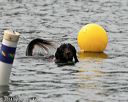 20140816-cwd-0104