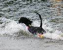 20140816-cwd-0381