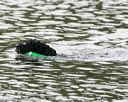 20140816-cwd-0570