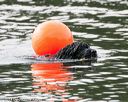 20140816-cwd-0590