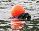 20140816-cwd-0591