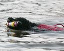20140816-cwd-0690