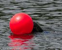 20140816-wwd-0111