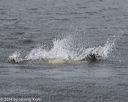 20140816-wwd-0224