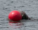 20140816-wwd-0239