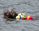 20140816-wwd-0246