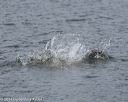 20140816-wwd-0266