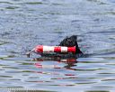 20140817-awd-0026