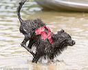 20140817-awd-0039