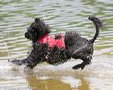 20140817-awd-0041