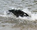 20140817-awd-0068
