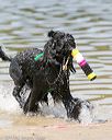 20140817-awd-0077