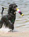 20140817-awd-0079