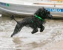 20140817-awd-0098