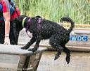 20140817-awd-0188