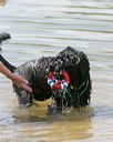 20140817-awd-0221