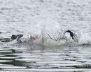 20140817-cwd-0295