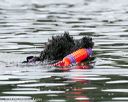 20140817-cwd-0400