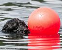 20140817-wwd-0072