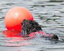 20140817-wwd-0074