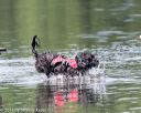 20140817-wwd-0088
