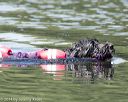 20140817-wwd-0100