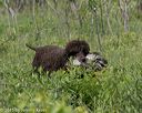 20150526-wcl-0033