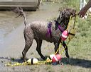 20150822-awd-0287