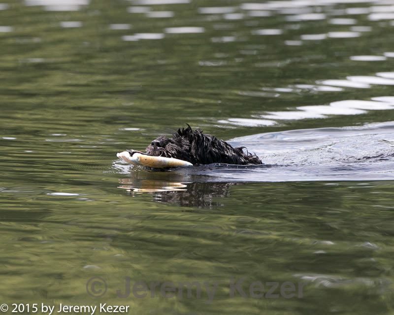 20150822-cwd-0084.jpg