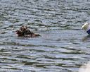 20150822-wwd-0326