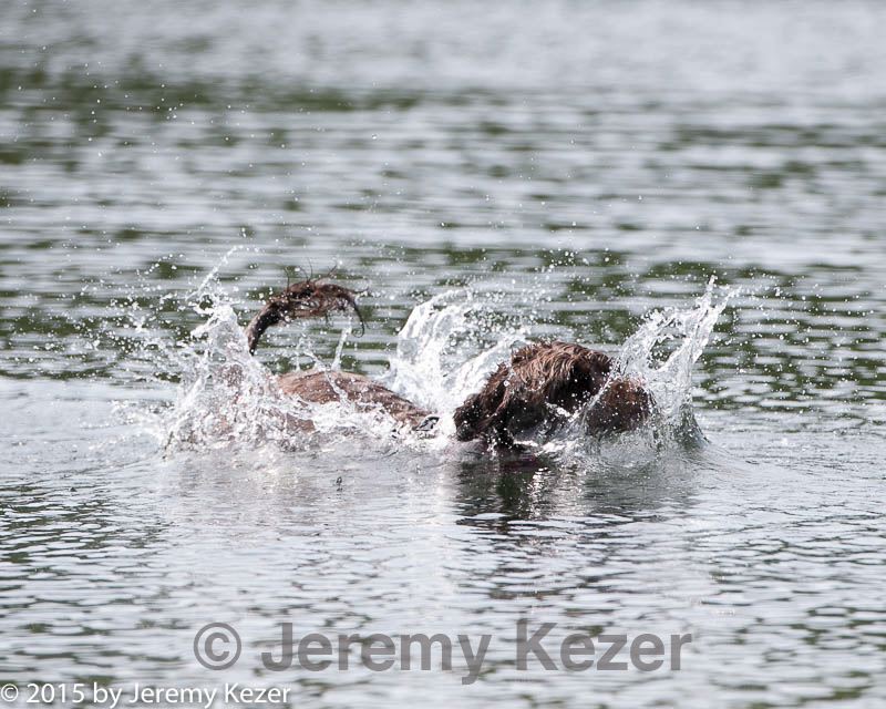 20150829-cwd-0037.jpg