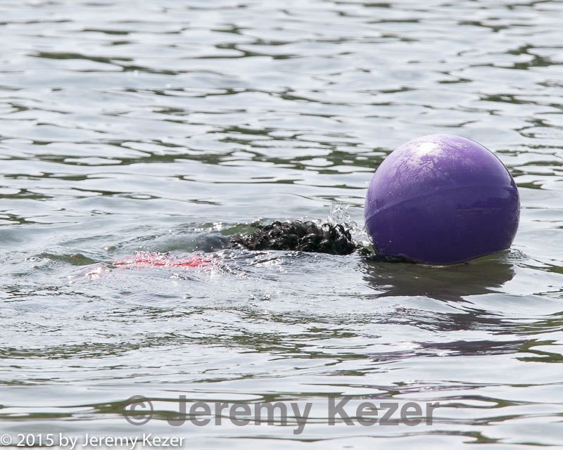 20150829-wwd-0176.jpg