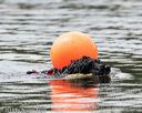 20160820-cwd-0235