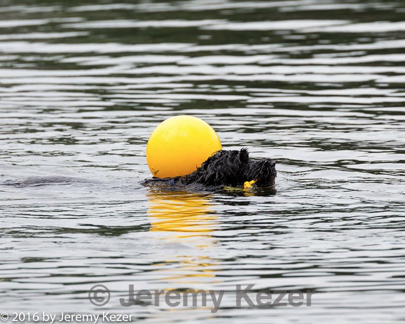 20160821-cwd-0230.jpg