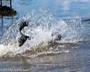20170819-awd-0193
