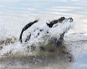 20170819-awd-0391
