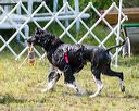 20170819-awd-0519