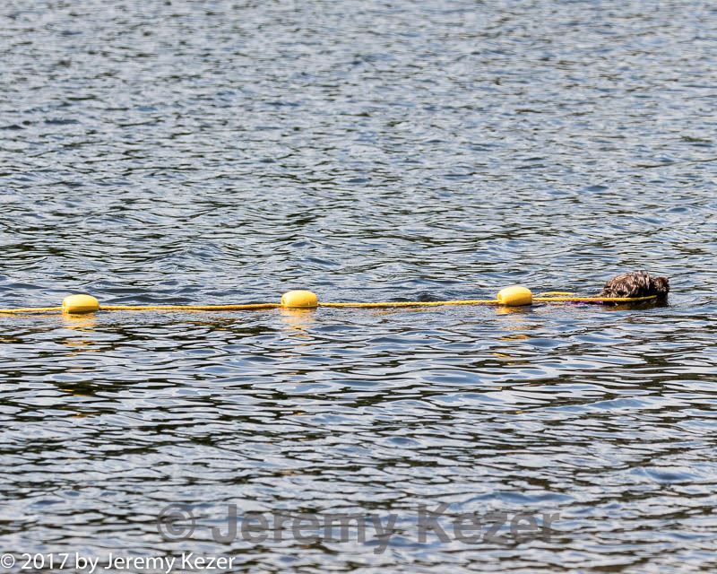20170819-cwd-0379.jpg
