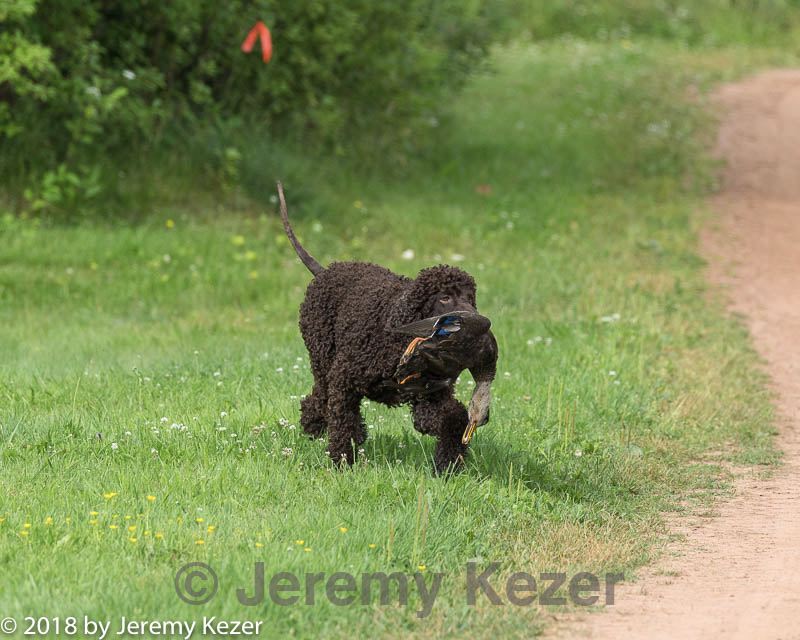 20180723-wcl-0014.jpg