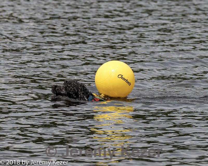20180818-cwd-0226.jpg