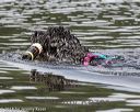 20180818-wwd-0211