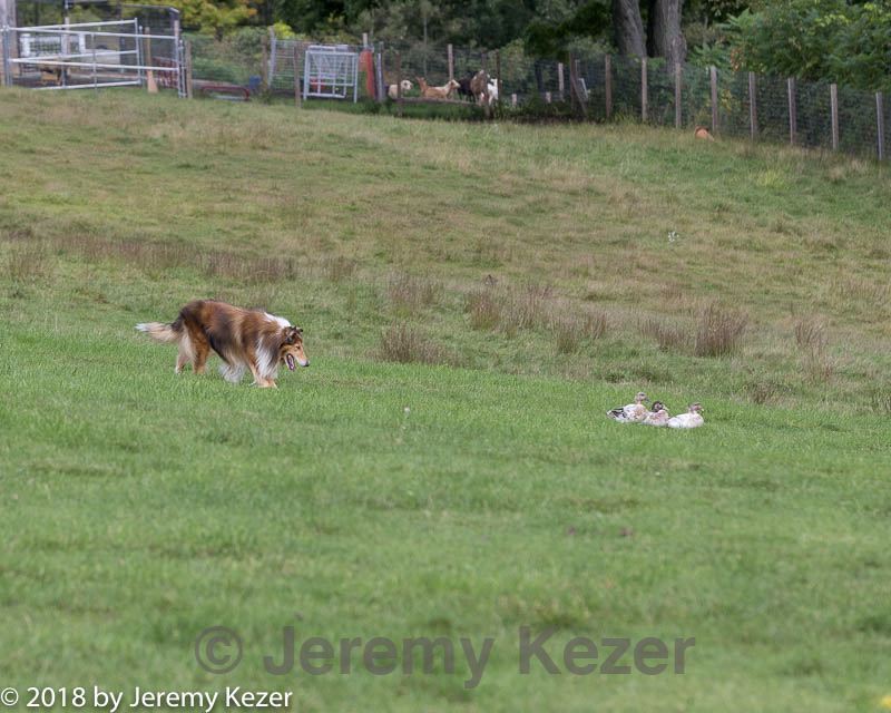 20180922-cca-0711.jpg