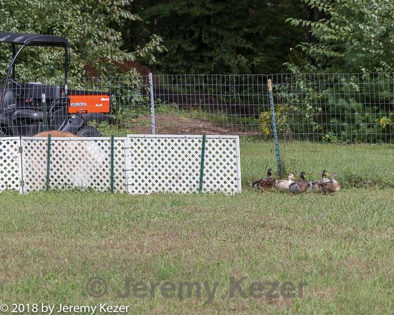 20180922-cca-0946.jpg