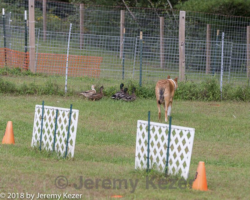 20180922-cca-1090.jpg