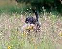 20140713-jhl-0113
